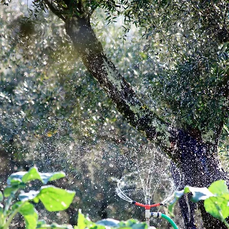 Quinta Da Palmeira - Retreat & Country house