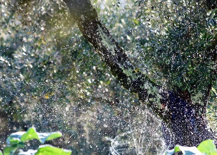 Quinta Da Palmeira - Retreat & カントリーハウス